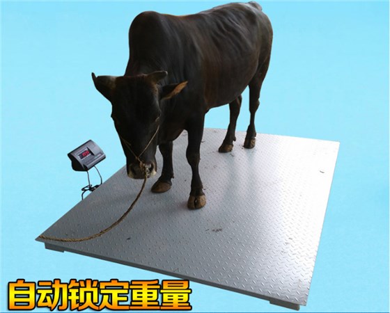 稱牛用的一噸電子秤